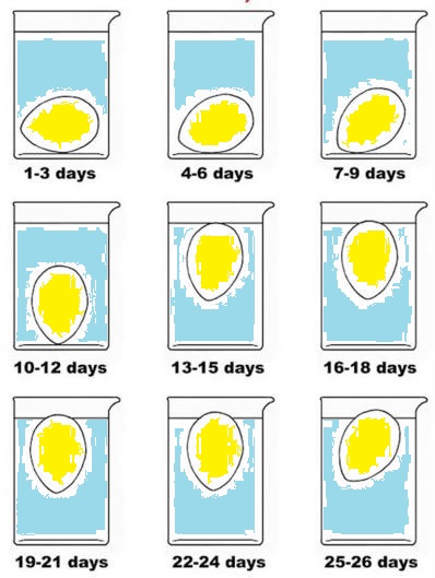 Freshness of egg